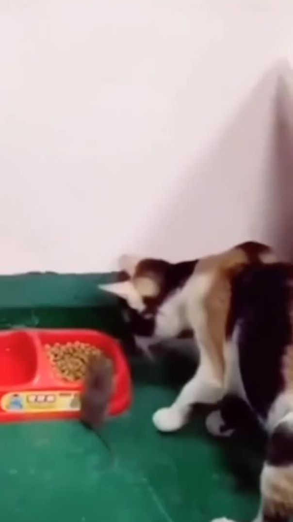 О кошачьей дружбе