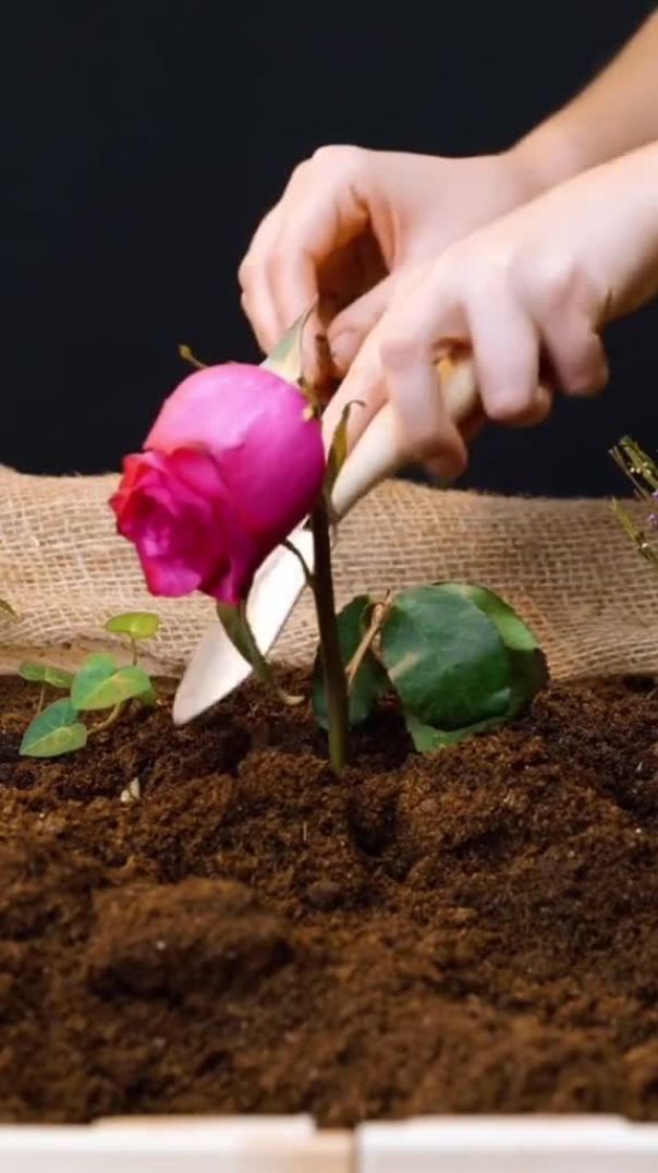 Полезный лайфхак для сада 🌹✅